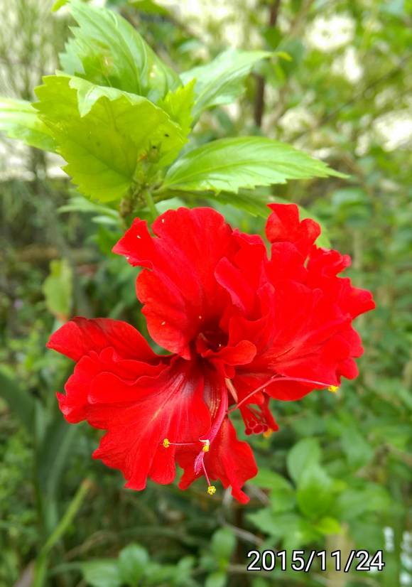 紅色複瓣朱槿、扶桑 Red Hibiscus rosa-sinensis